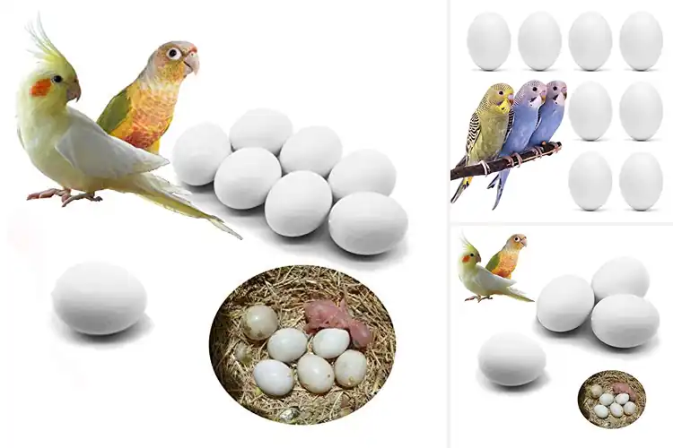 Detailed view of Best Egg Dummies for Birds