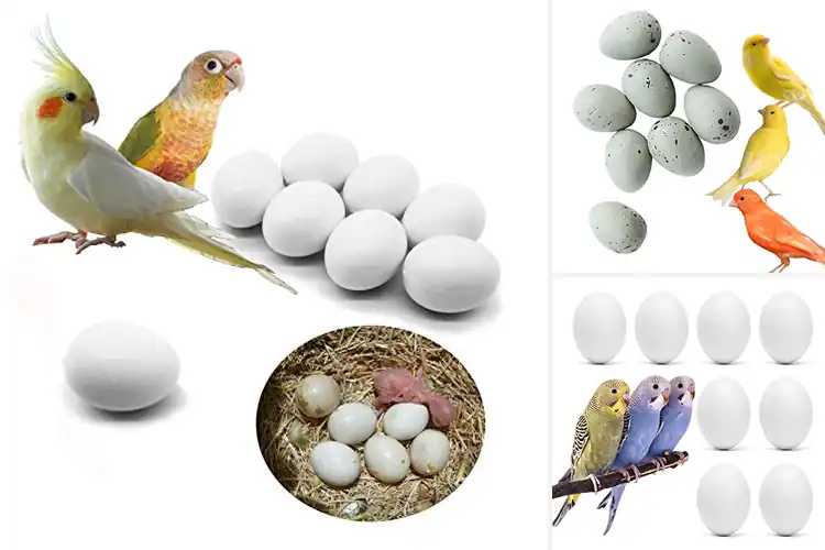 Detailed view of Best Plastic Eggs for Birds: Control Laying Habits Easily