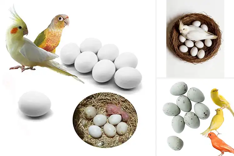Detailed view of Best Reusable Bird Eggs: Reduce Laying, Keep Birds Happy