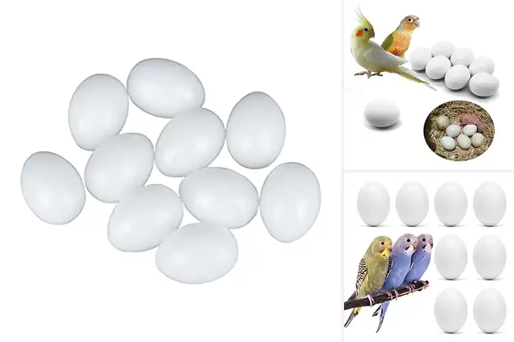 Detailed view of Best Solid Eggs for Small Birds